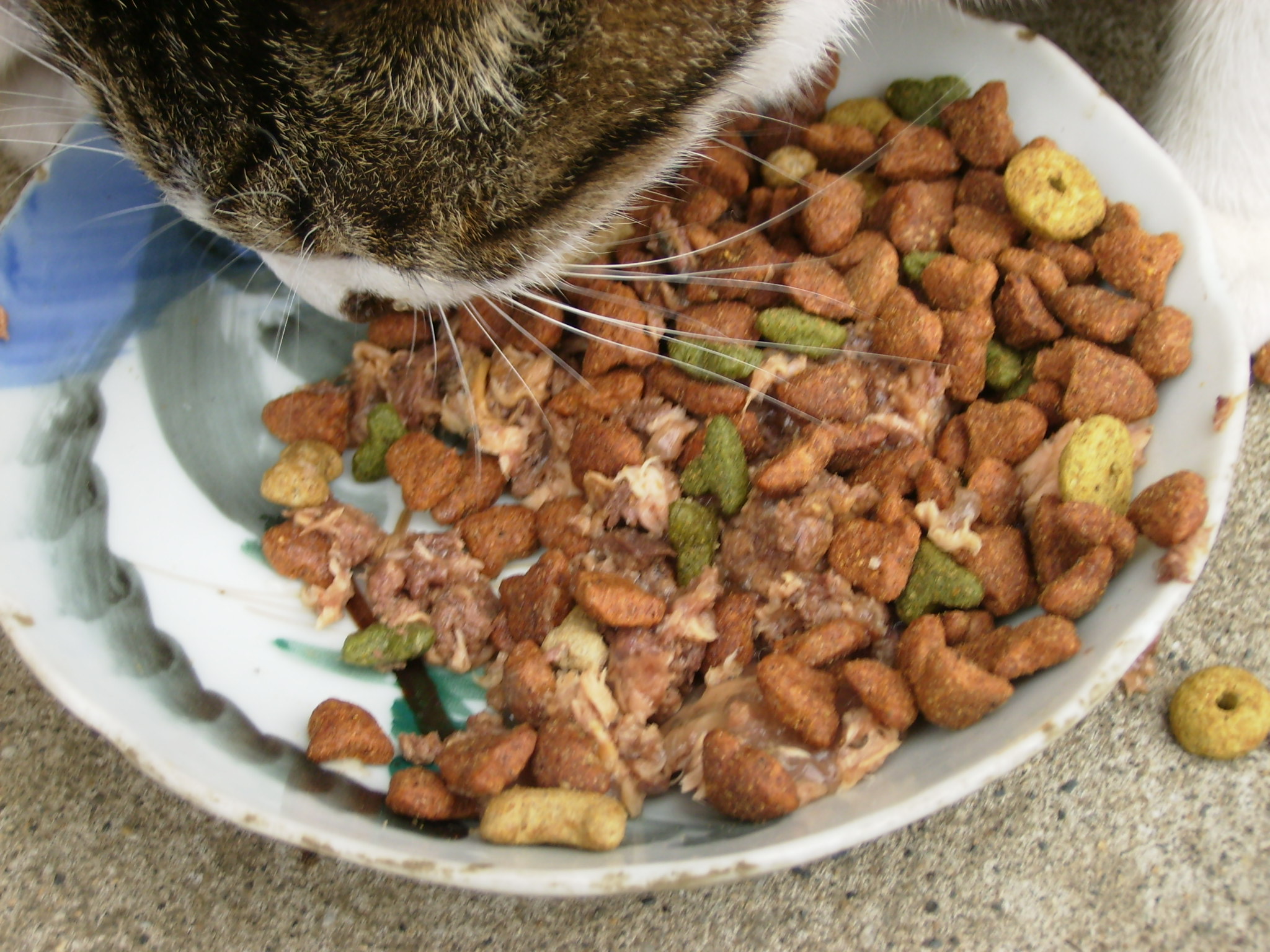 Cat Food Near Me – Fresh, Affordable Options!