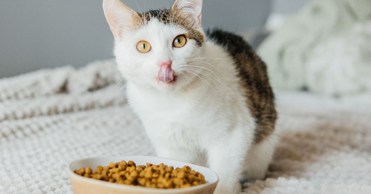 Cat Food Near Me – Fresh, Affordable Options!